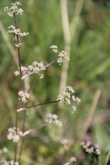 Trinia leiogona
