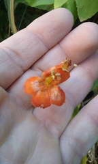 Erythranthe verbenacea