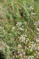 Trinia leiogona