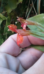 Erythranthe verbenacea