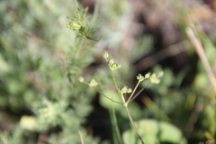 Trinia leiogona