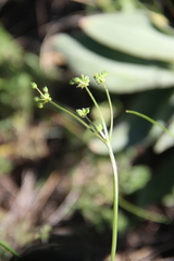 Trinia leiogona