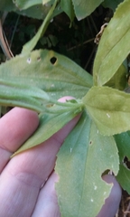 Erythranthe verbenacea