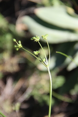Trinia leiogona