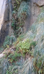 Erythranthe verbenacea