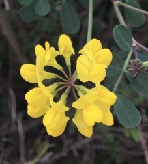 Coronilla