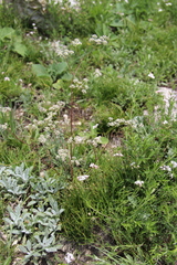 Trinia leiogona
