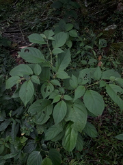 Witheringia solanacea