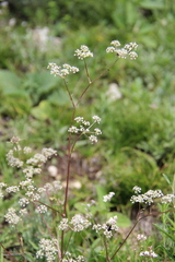Trinia leiogona