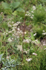 Trinia leiogona