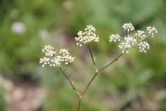 Trinia leiogona