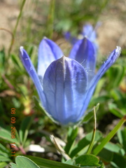 Campanula tridentata biebersteiniana