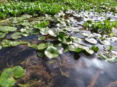 Ranunculus hederaceus