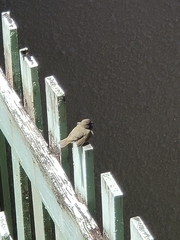 Melanospiza bicolor