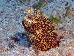 Callechelys marmorata