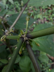 Witheringia solanacea
