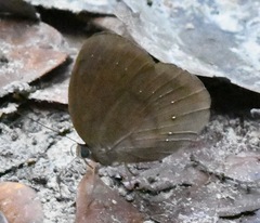 Faunis canens arcesilas