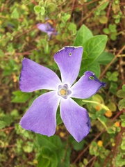 Vinca difformis