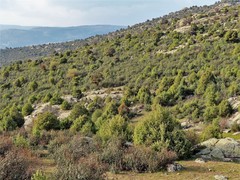Juniperus oxycedrus badia