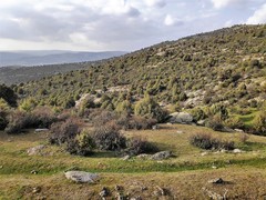 Juniperus oxycedrus badia