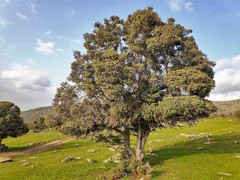 Juniperus oxycedrus badia