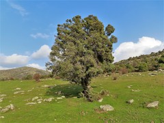 Juniperus oxycedrus badia