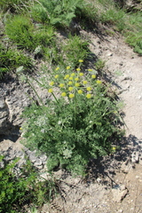 Zosima absinthifolia
