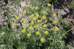 Zosima absinthifolia