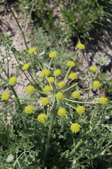 Zosima absinthifolia