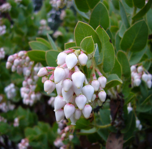 Refugio Manzanita (arctostaphylos Refugioensis) · Inaturalist