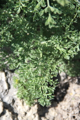 Zosima absinthifolia