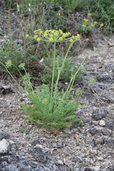Zosima absinthifolia