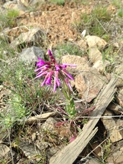 Boechera sparsiflora