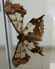 Krananda semihyalina