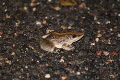 Ptychadena mossambica