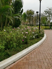 Rhododendron pulchrum phoeniceum