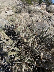 Cylindropuntia tesajo