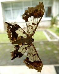 Krananda semihyalina