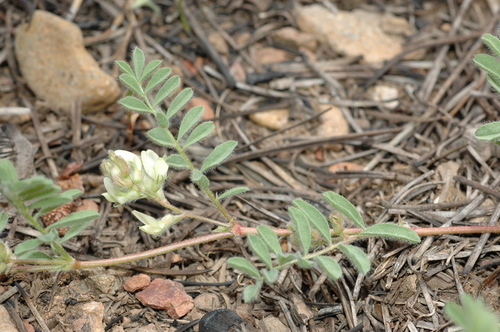 lens pod milkvetch (Astragalus lentiformis)