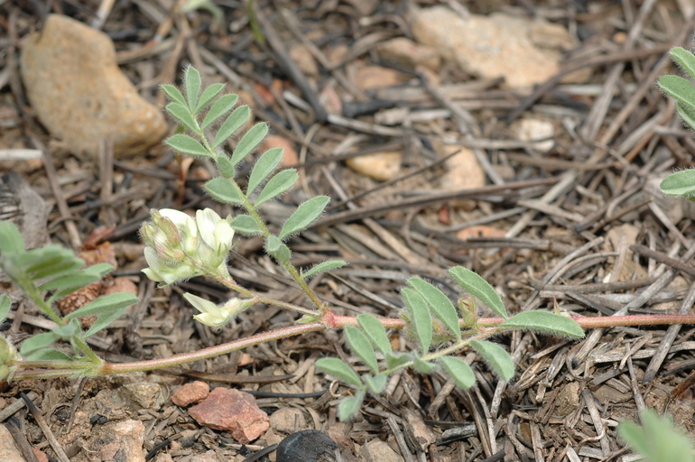Astragalus lentiformis