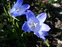 Campanula tridentata biebersteiniana