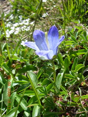 Campanula tridentata biebersteiniana