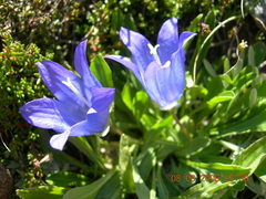 Campanula tridentata biebersteiniana