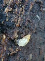 Carychium tridentatum