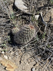 Mammillaria hutchisoniana hutchisoniana