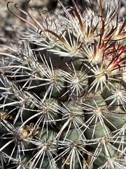 Mammillaria hutchisoniana hutchisoniana