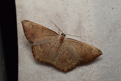 Peratostega deletaria