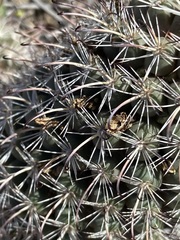 Mammillaria hutchisoniana hutchisoniana