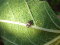 Insecta