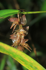 Pleurothallis steyermarkii